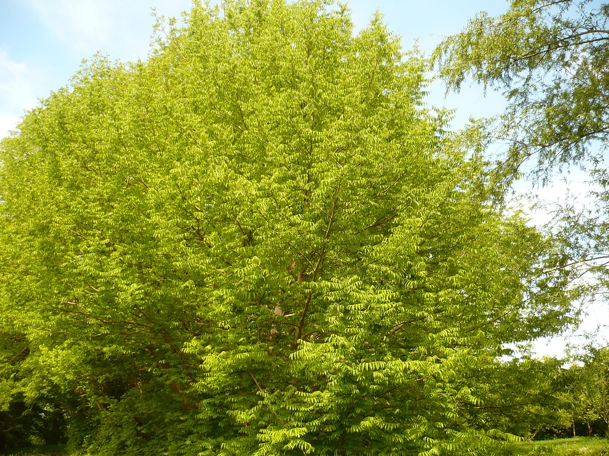 Pterocarya fraxinifolia (Juglandaceae)